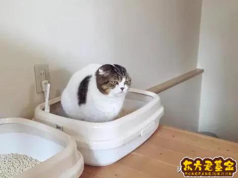 猫砂盆怎么选基金？猫砂盆怎么使用